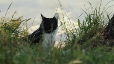 Yeşil çimen kumsalındaki kedi 