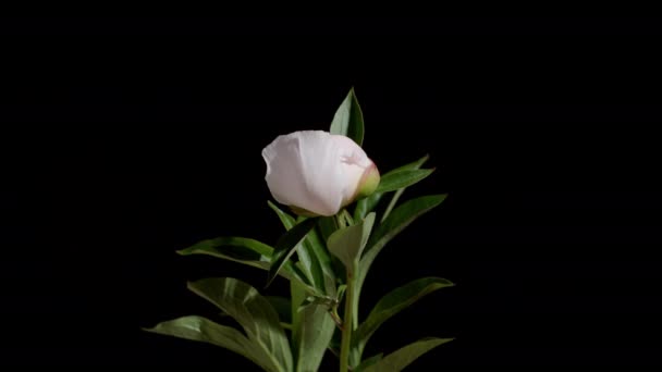 Timelapse Piagnucolare Rosa Peonia Nero Sfondo Isolato — Video Stock