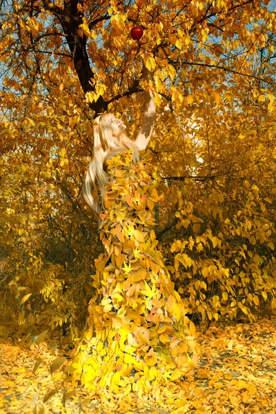 Het is gekleed in de herfst — Stockfoto