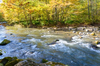 oirase gorge aomori pref içinde sonbahar.