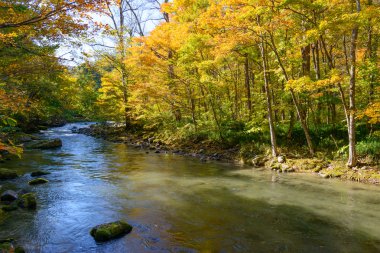 oirase gorge aomori pref içinde sonbahar.