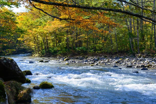 Otoño de la garganta de Oirase en el Pref de Aomori . — Foto de Stock