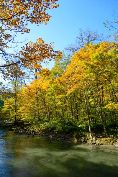 Herfst van oirase gorge in aomori pref. — Stockfoto