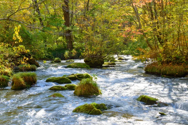 Outono do desfiladeiro de Oirase em Aomori Pref . — Fotografia de Stock