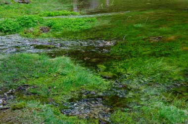 Green lake (Grüner see) in Bruck an der Mur, Austria