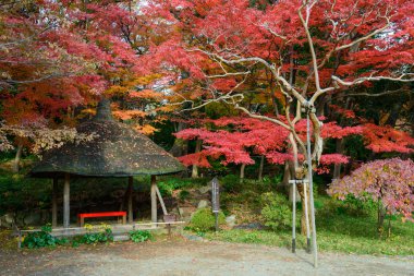 Tokyo Koishikawa korakuen Bahçe Güz