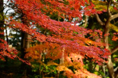Tokyo Koishikawa korakuen Bahçe Güz