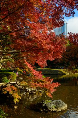 Tokyo Koishikawa korakuen Bahçe Güz