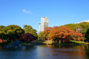 Tokyo Koishikawa korakuen Bahçe Güz