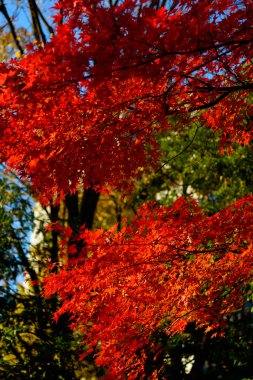 Tokyo Koishikawa korakuen Bahçe Güz