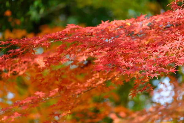 Jardim Koishikawa Korakuen no outono em Tóquio — Fotografia de Stock