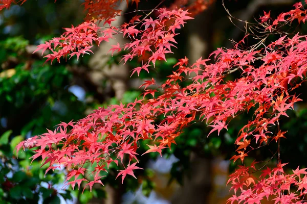 Jardín Koishikawa Korakuen en otoño en Tokio — Foto de Stock