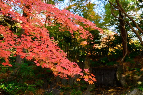 Tokyo Koishikawa korakuen Bahçe Güz — Stok fotoğraf