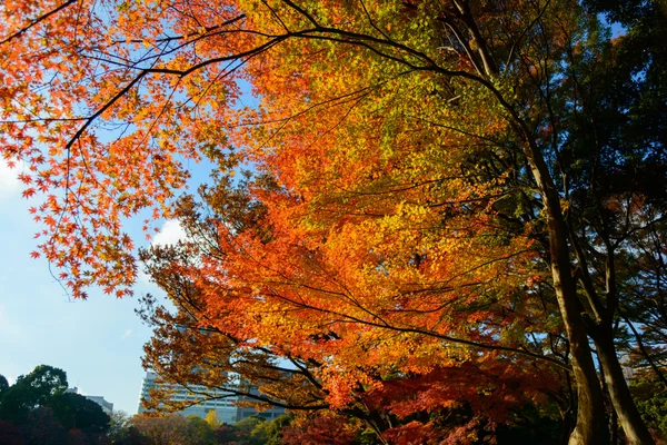 Jardim Koishikawa Korakuen no outono em Tóquio — Fotografia de Stock