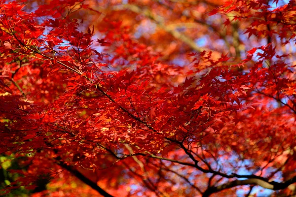 Koishikawa korakuen Garten im Herbst in Tokio — Stockfoto