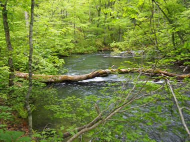 oirase gorge taze yeşil, aomori, Japonya