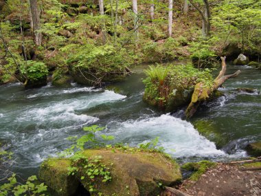 oirase gorge taze yeşil, aomori, Japonya