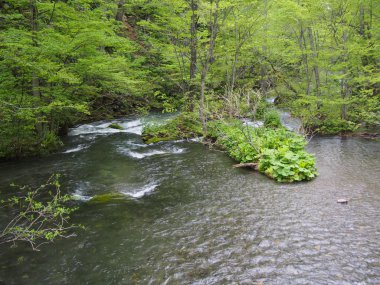 oirase gorge taze yeşil, aomori, Japonya
