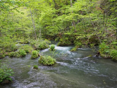 oirase gorge taze yeşil, aomori, Japonya