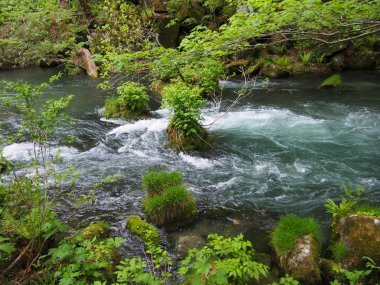 oirase gorge taze yeşil, aomori, Japonya