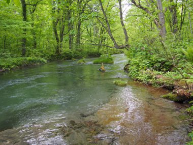 oirase gorge taze yeşil, aomori, Japonya
