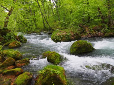 oirase gorge taze yeşil, aomori, Japonya