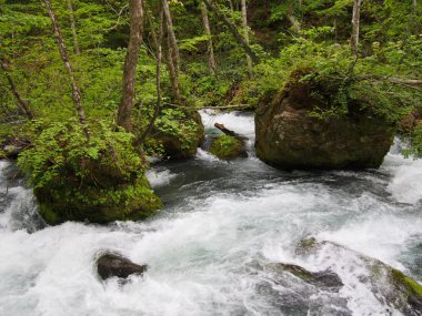oirase gorge taze yeşil, aomori, Japonya