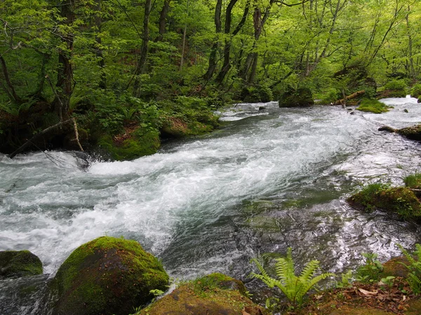 Oirase soutěska v čerstvé zelené, aomori, Japonsko — Stock fotografie