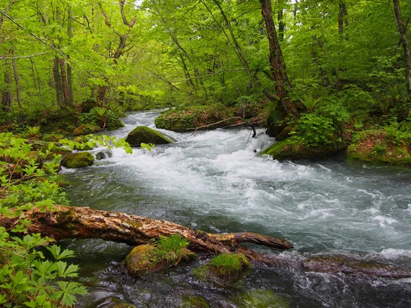 新鮮な緑、青森県、日本に奥入瀬渓流 — ストック写真