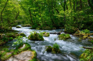 oirase gorge taze yeşil, aomori, Japonya