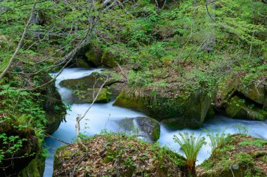 oirase gorge taze yeşil, aomori, Japonya