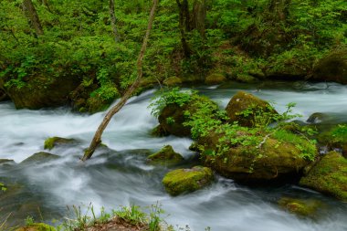 oirase gorge taze yeşil, aomori, Japonya
