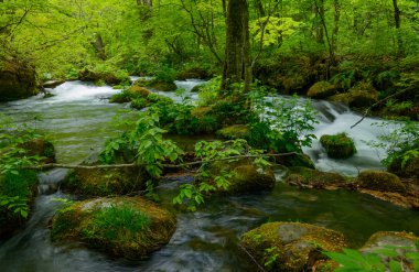 oirase gorge taze yeşil, aomori, Japonya
