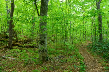 oirase gorge taze yeşil, aomori, Japonya