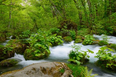 oirase gorge taze yeşil, aomori, Japonya