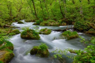 oirase gorge taze yeşil, aomori, Japonya