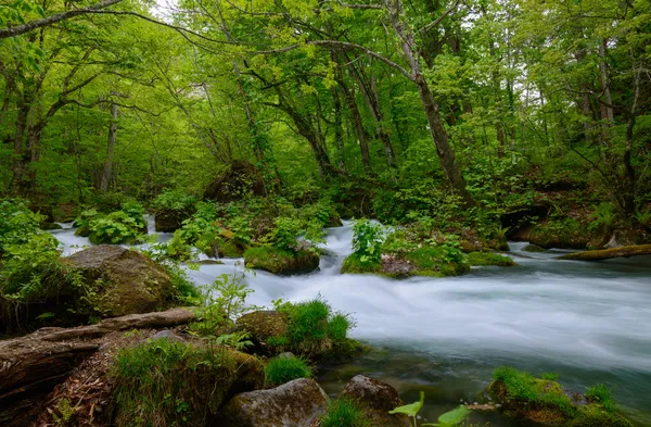 oirase gorge taze yeşil, aomori, Japonya