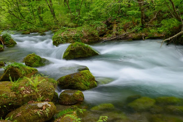 Garganta de Oirase en verde fresco, Aomori, Japón — Foto de Stock