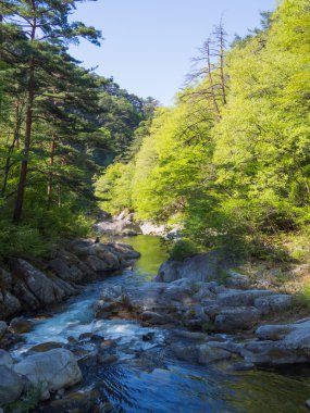 Shosenkyo Gorge taze yeşil renkle Kofu, Yamanashi, Japan