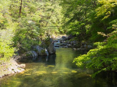 Shosenkyo Gorge taze yeşil renkle Kofu, Yamanashi, Japan