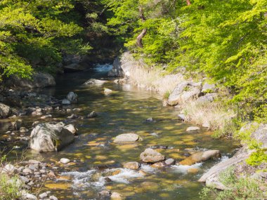 Shosenkyo Gorge taze yeşil renkle Kofu, Yamanashi, Japan