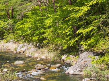 Shosenkyo Gorge taze yeşil renkle Kofu, Yamanashi, Japan