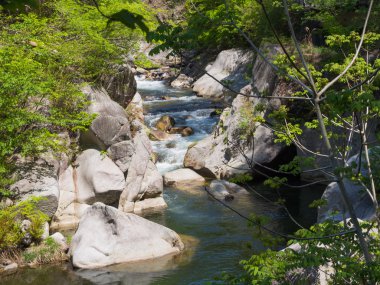 Shosenkyo Gorge taze yeşil renkle Kofu, Yamanashi, Japan