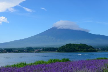 mt. fuji ve lavanta kawaguchi lakeside adlı
