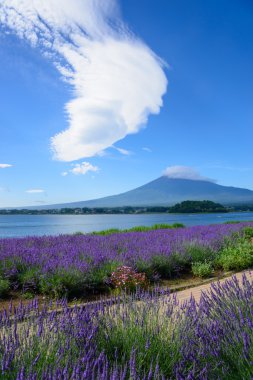 mt. fuji ve lavanta kawaguchi lakeside adlı