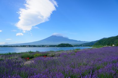 mt. fuji ve lavanta kawaguchi lakeside adlı