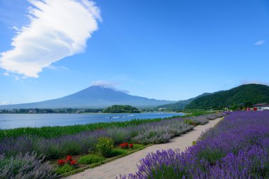 mt. fuji ve lavanta kawaguchi lakeside adlı