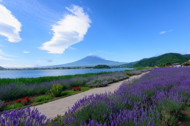 mt. fuji ve lavanta kawaguchi lakeside adlı