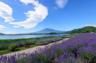 mt. fuji ve lavanta kawaguchi lakeside adlı