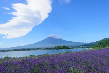 mt. fuji ve lavanta kawaguchi lakeside adlı